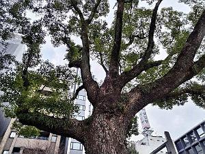 NAGOYA - Centre Ville et Vie Quotidienne - Janvier 2024 - 071